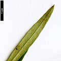 SpeciesSub: subsp. cerasiformis